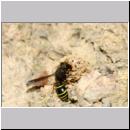 E-Odynerus spinipes w10 beim Schornsteinbau.jpg